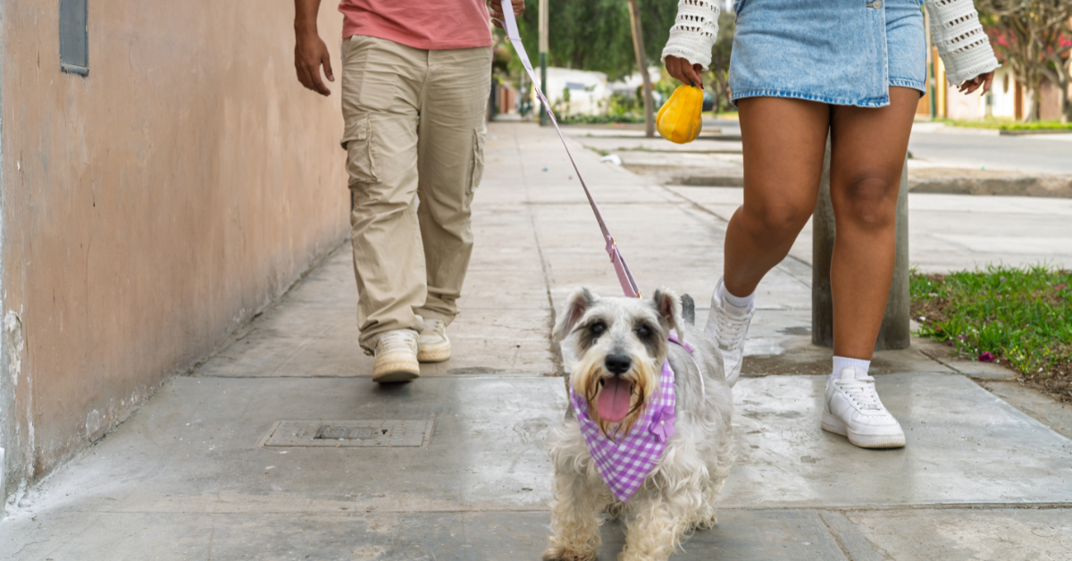animal de estimação pet guarda advogada rio de janeiro